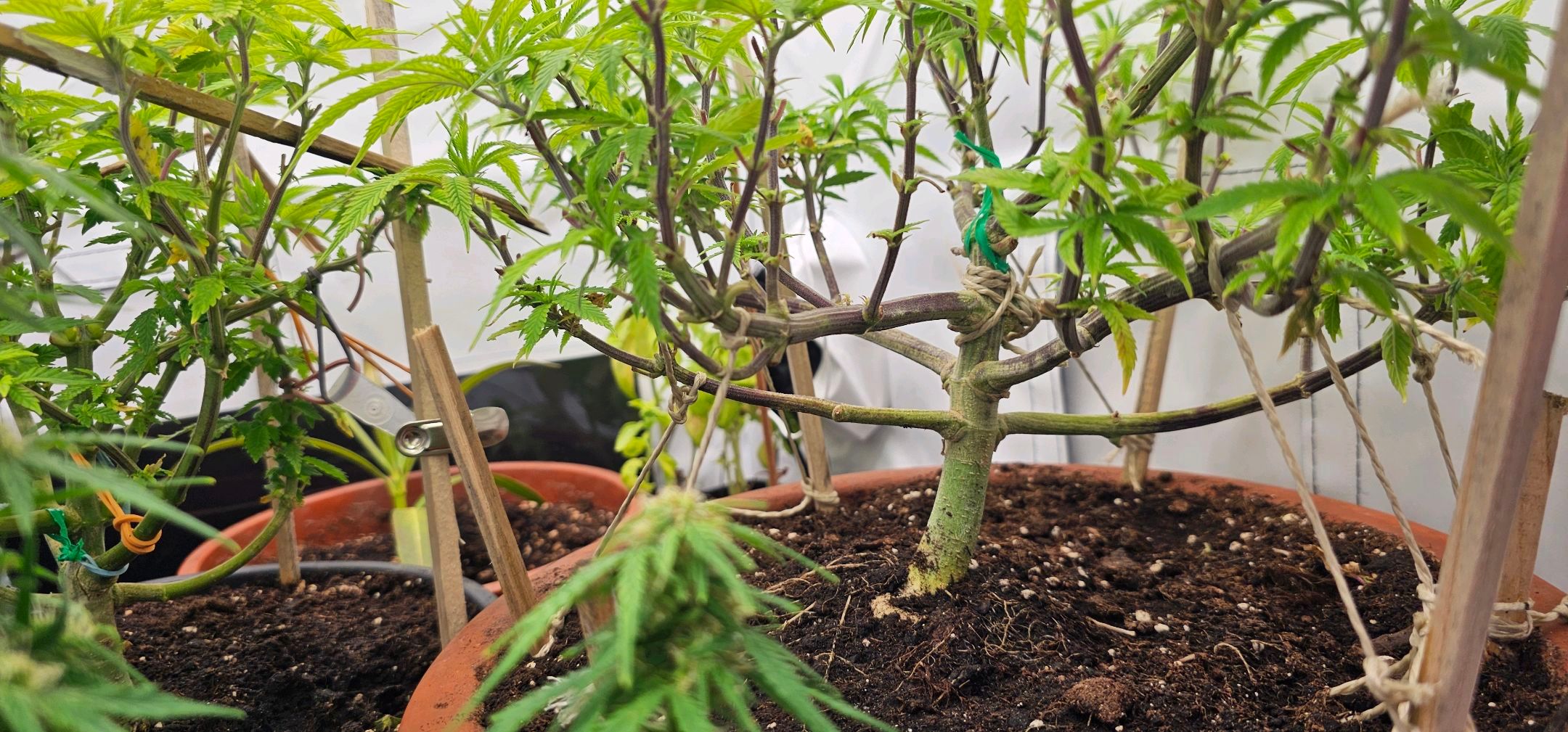 Die Königin growlog photo 51