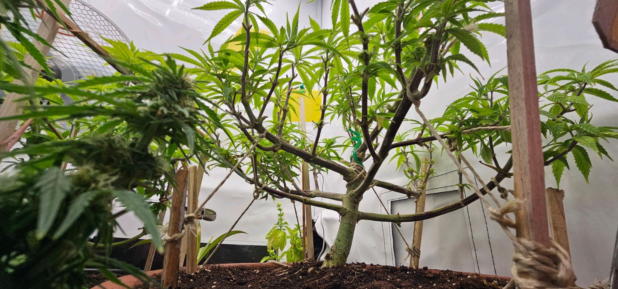 Die Königin growlog photo 52