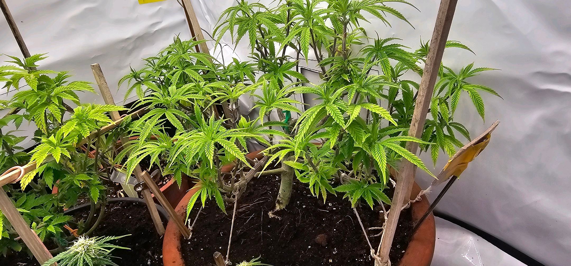 Die Königin growlog photo 53