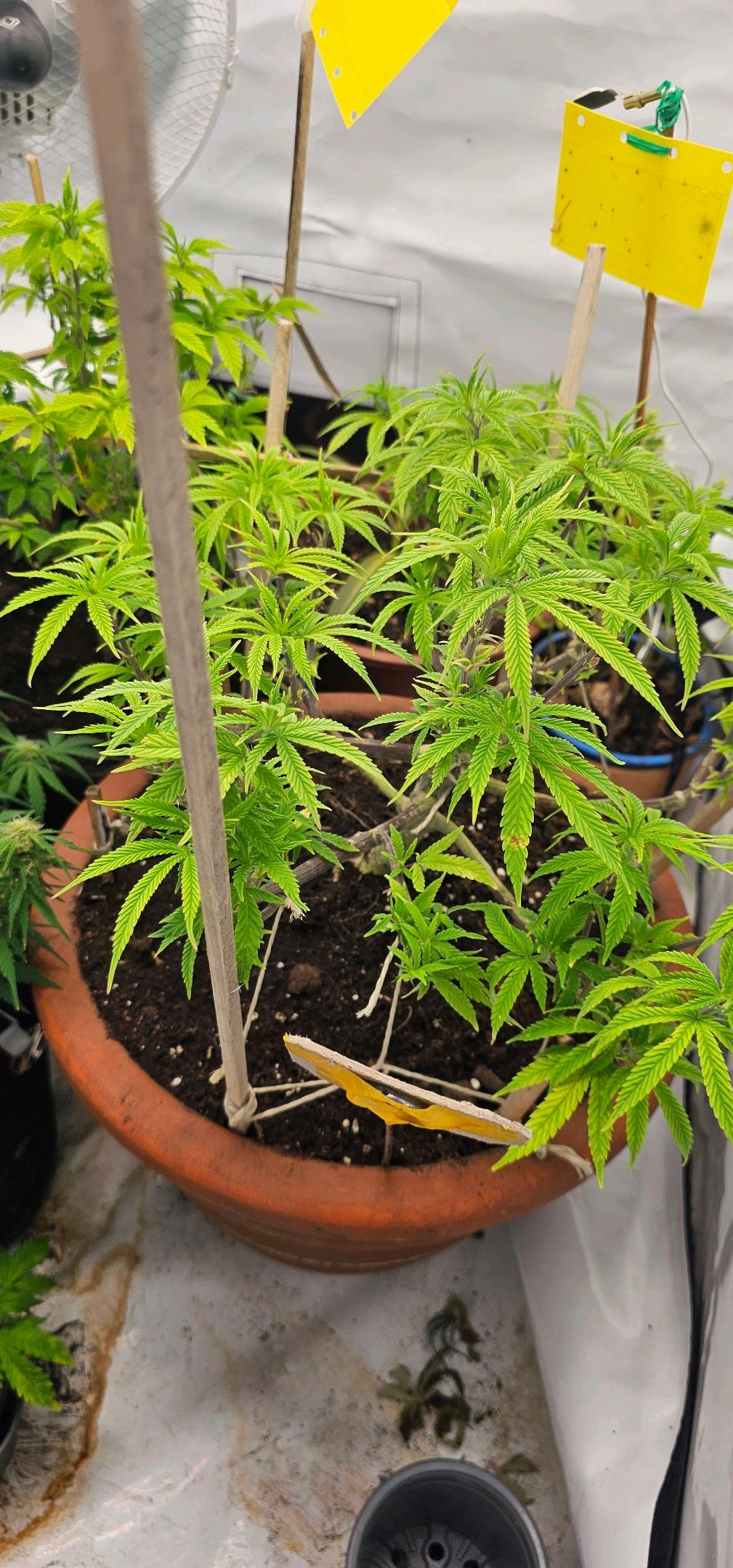 Die Königin growlog photo 55