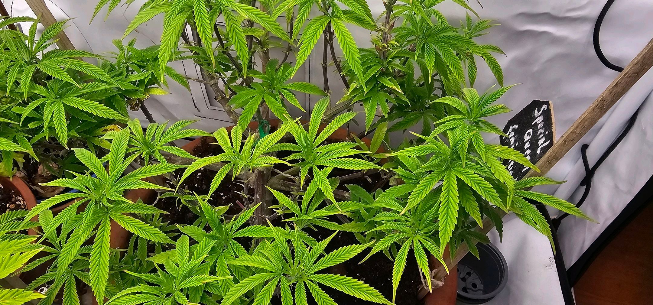 Die Königin growlog photo 58