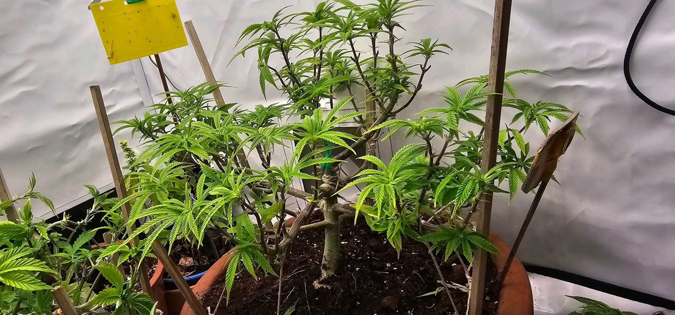 Die Königin growlog photo 59