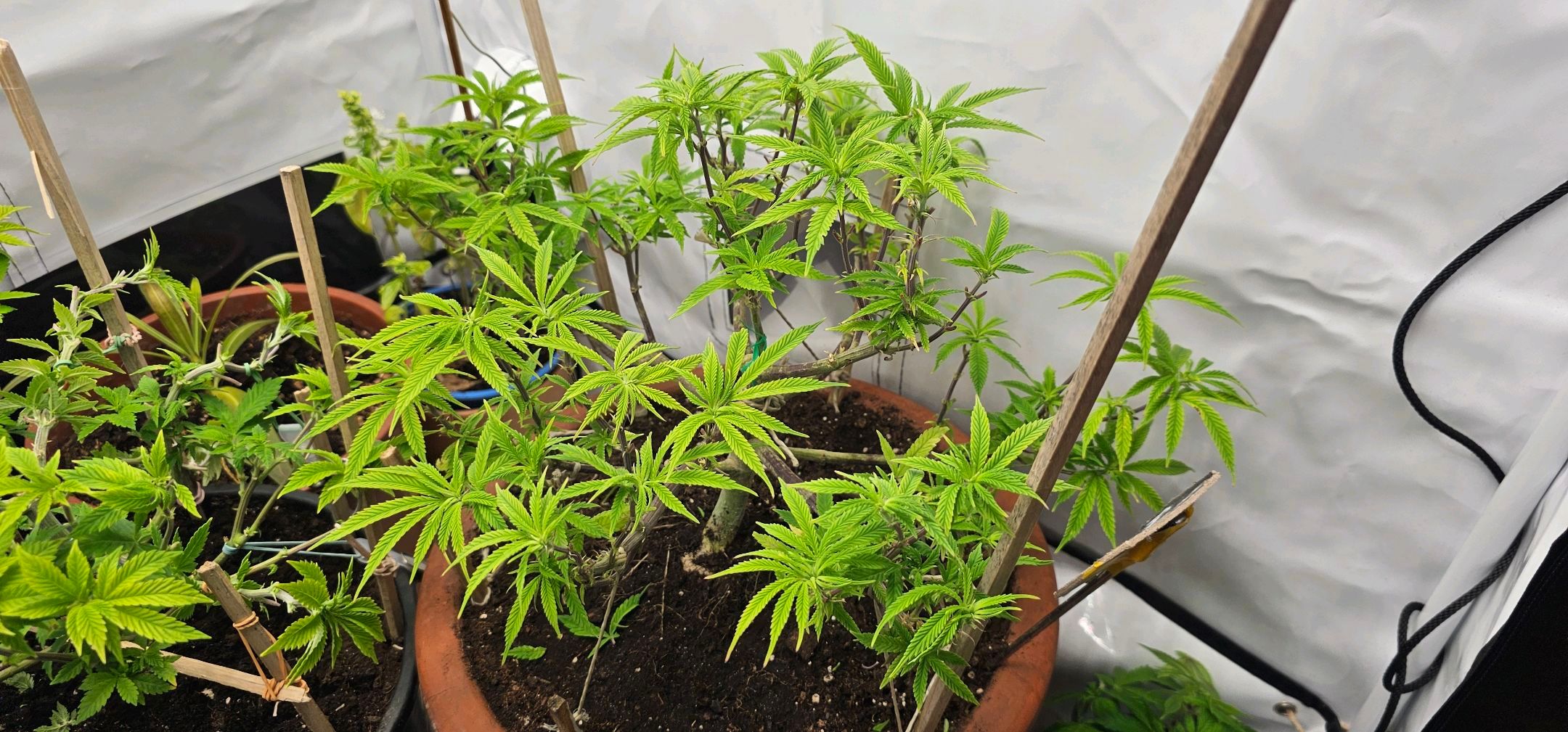 Die Königin growlog photo 60