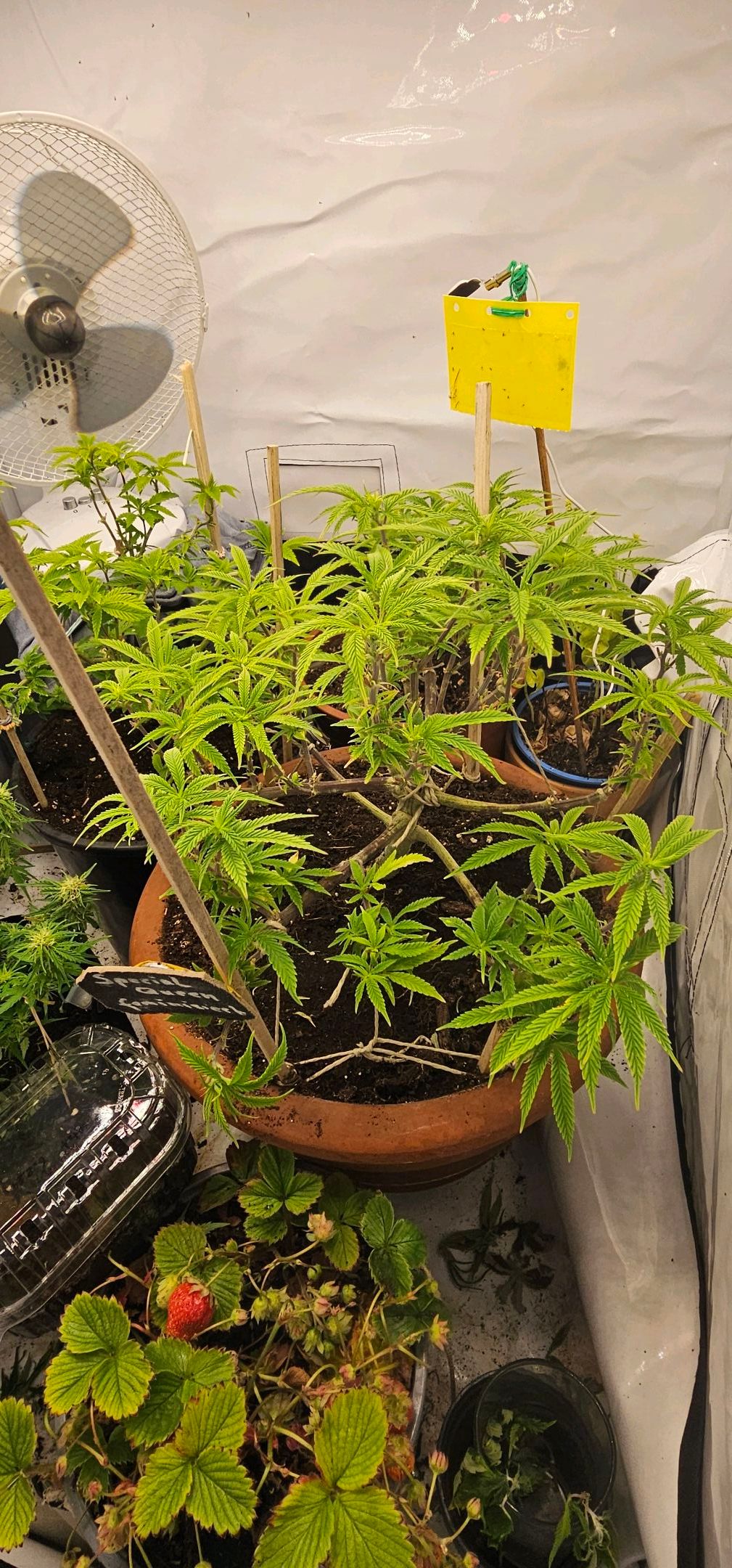 Die Königin growlog photo 62