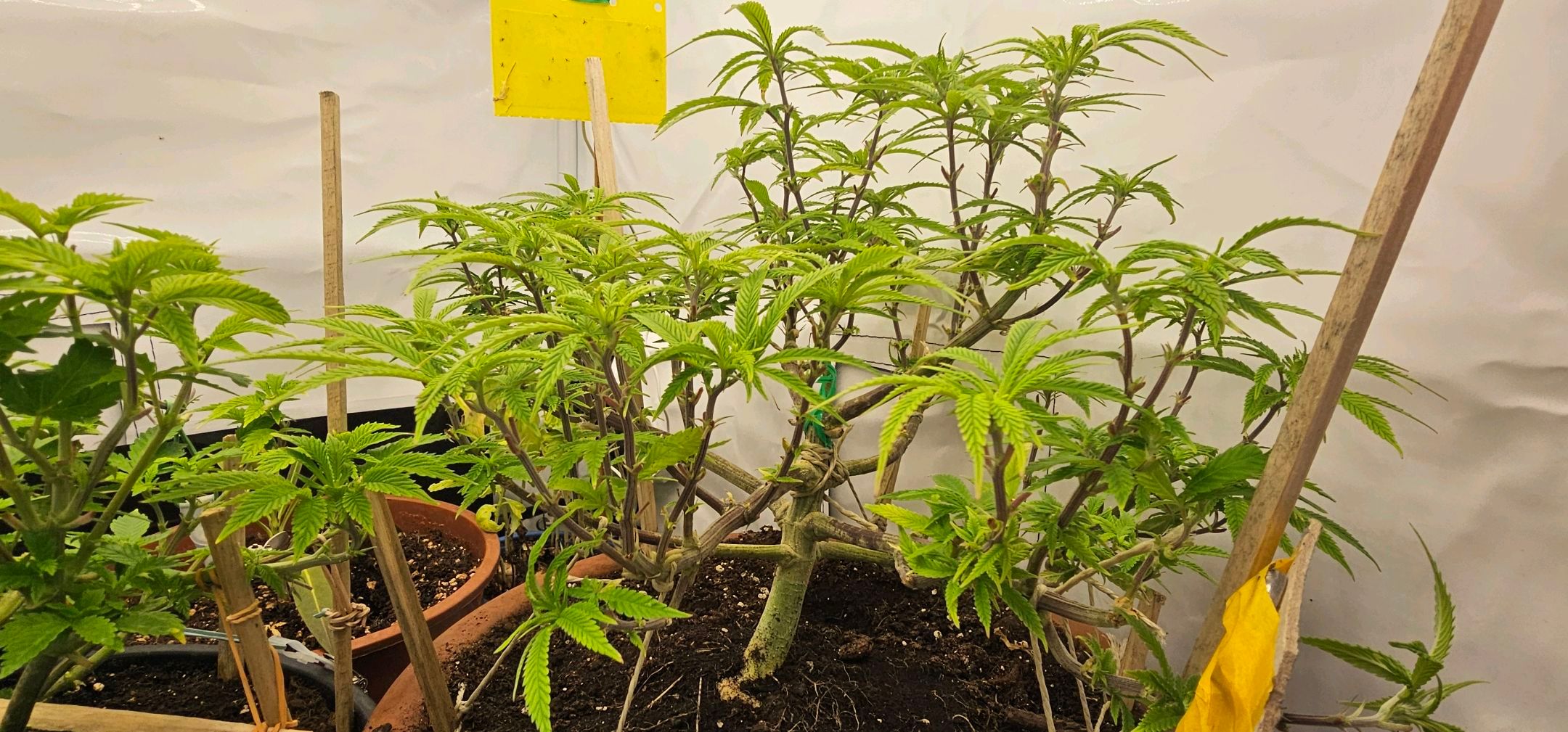 Die Königin growlog photo 61