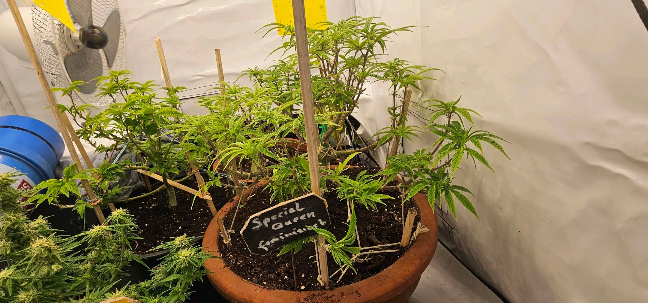 Die Königin growlog photo 63