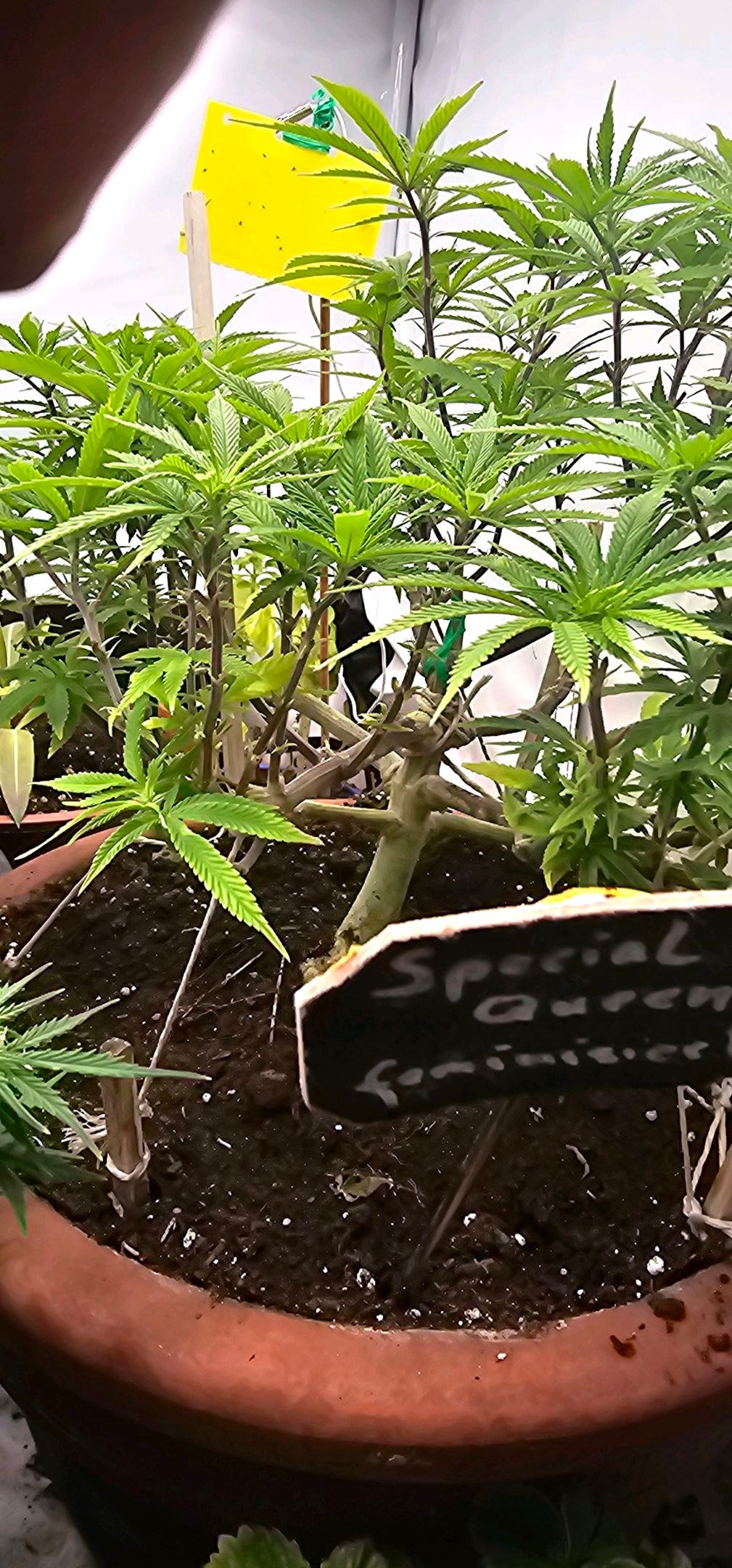 Die Königin growlog photo 64