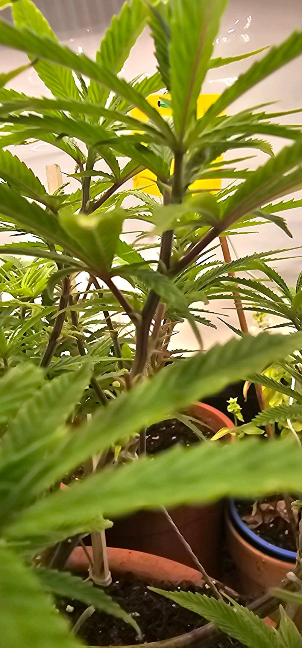 Die Königin growlog photo 65