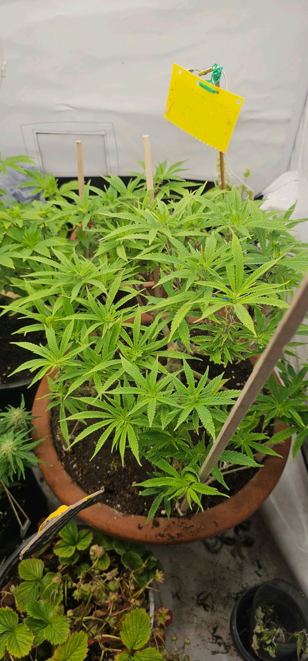 Die Königin growlog photo 66