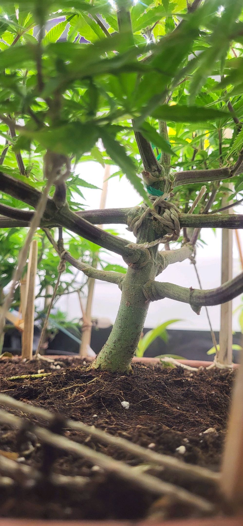 Die Königin growlog photo 68