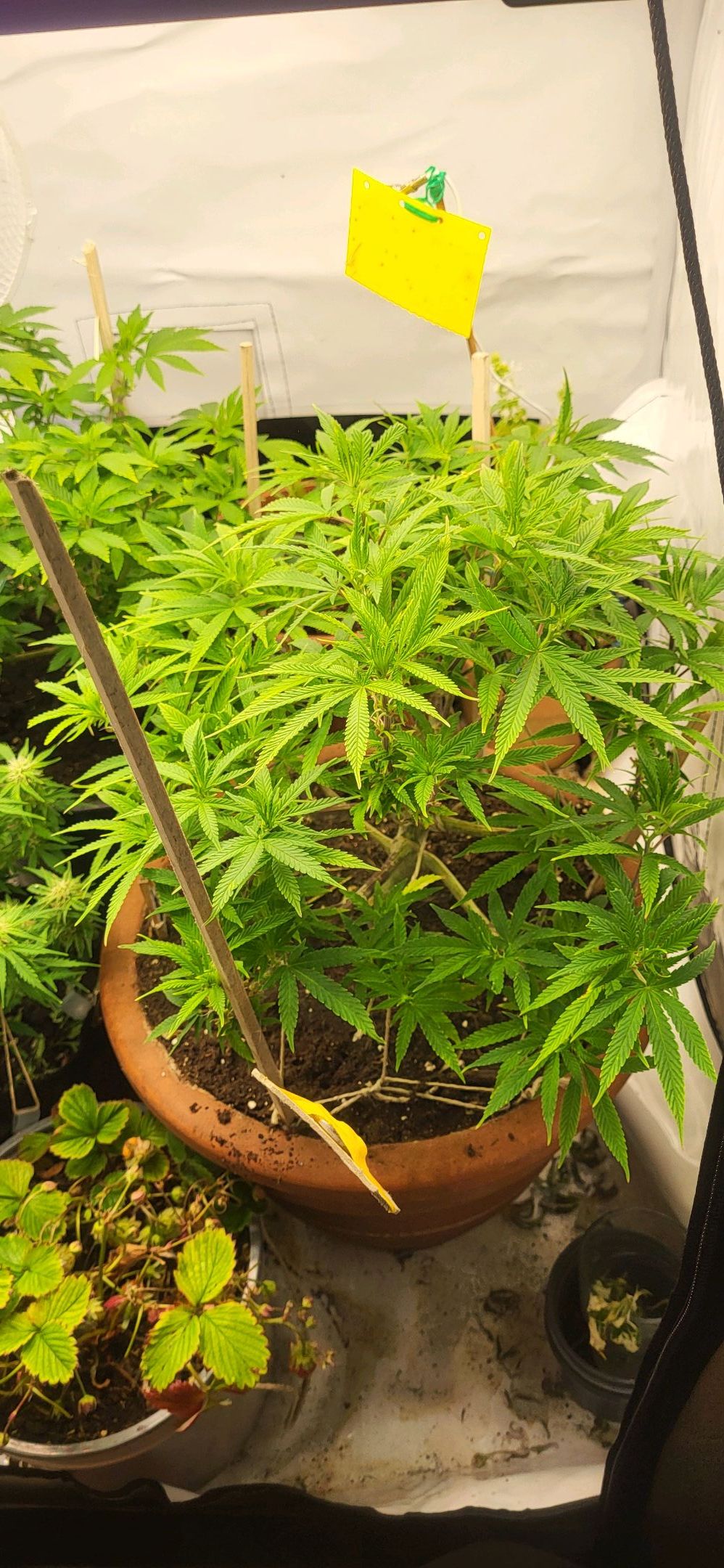 Die Königin growlog photo 67