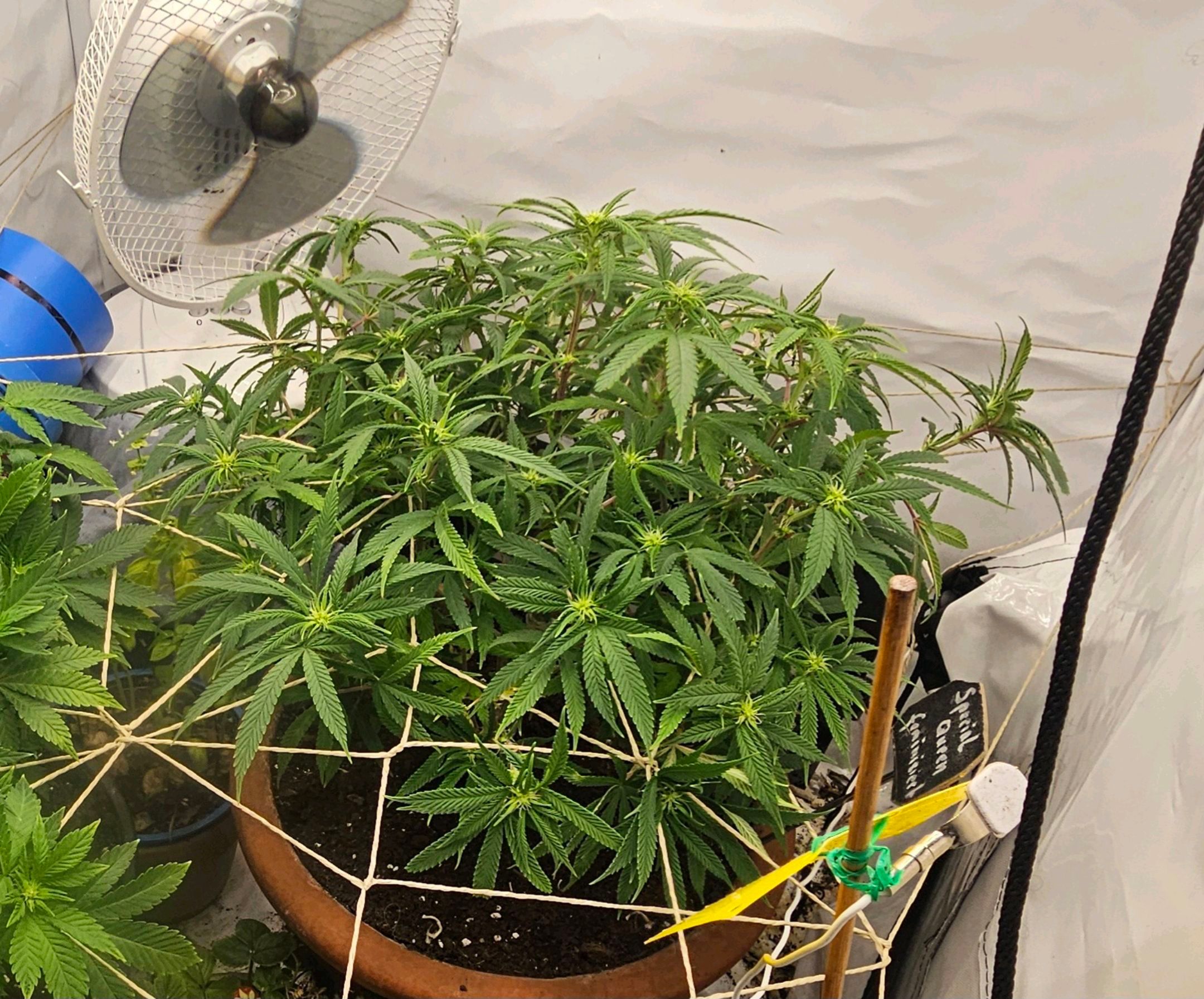 Die Königin growlog photo 69