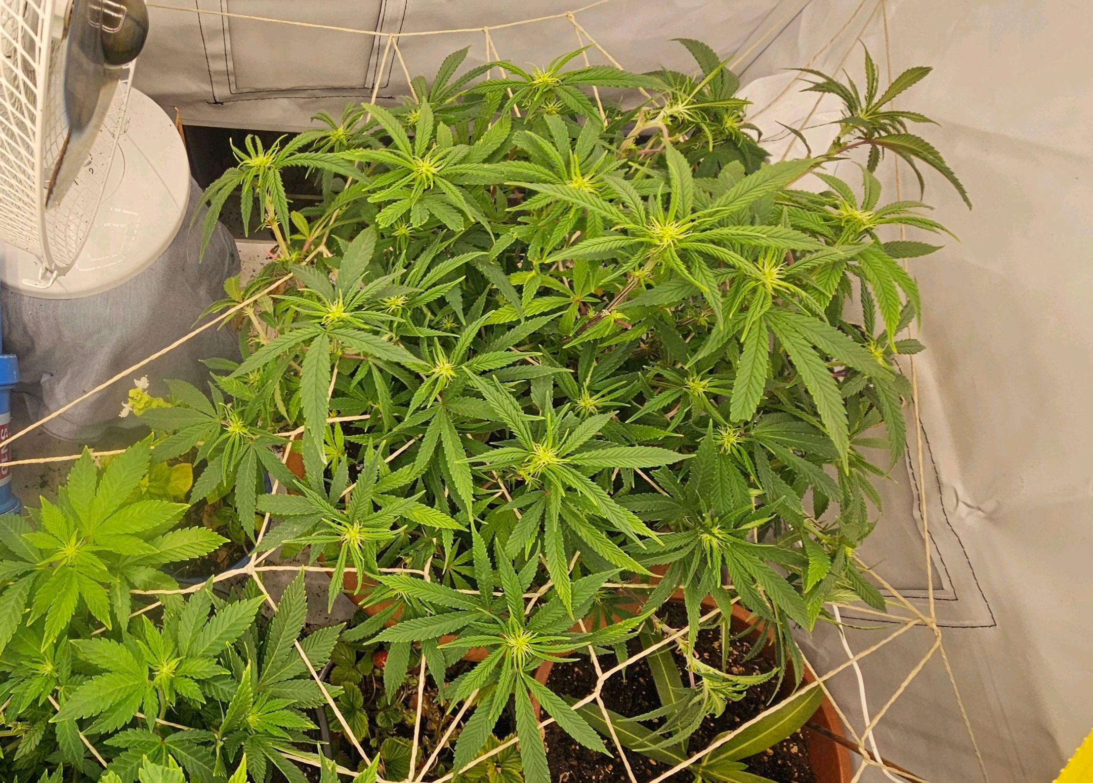 Die Königin growlog photo 70