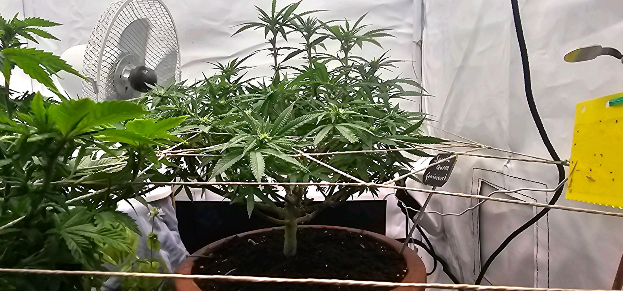 Die Königin growlog photo 71