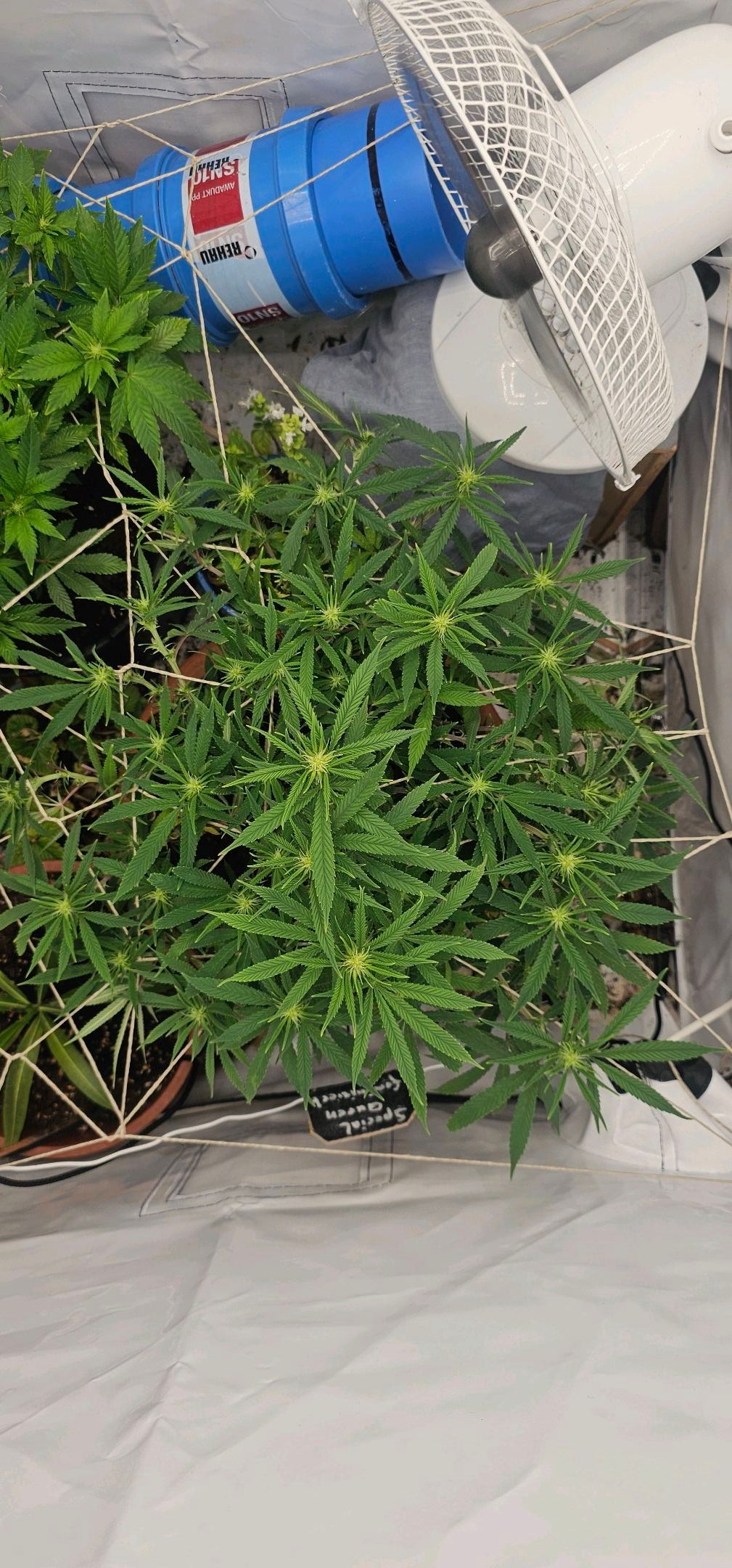 Die Königin growlog photo 72