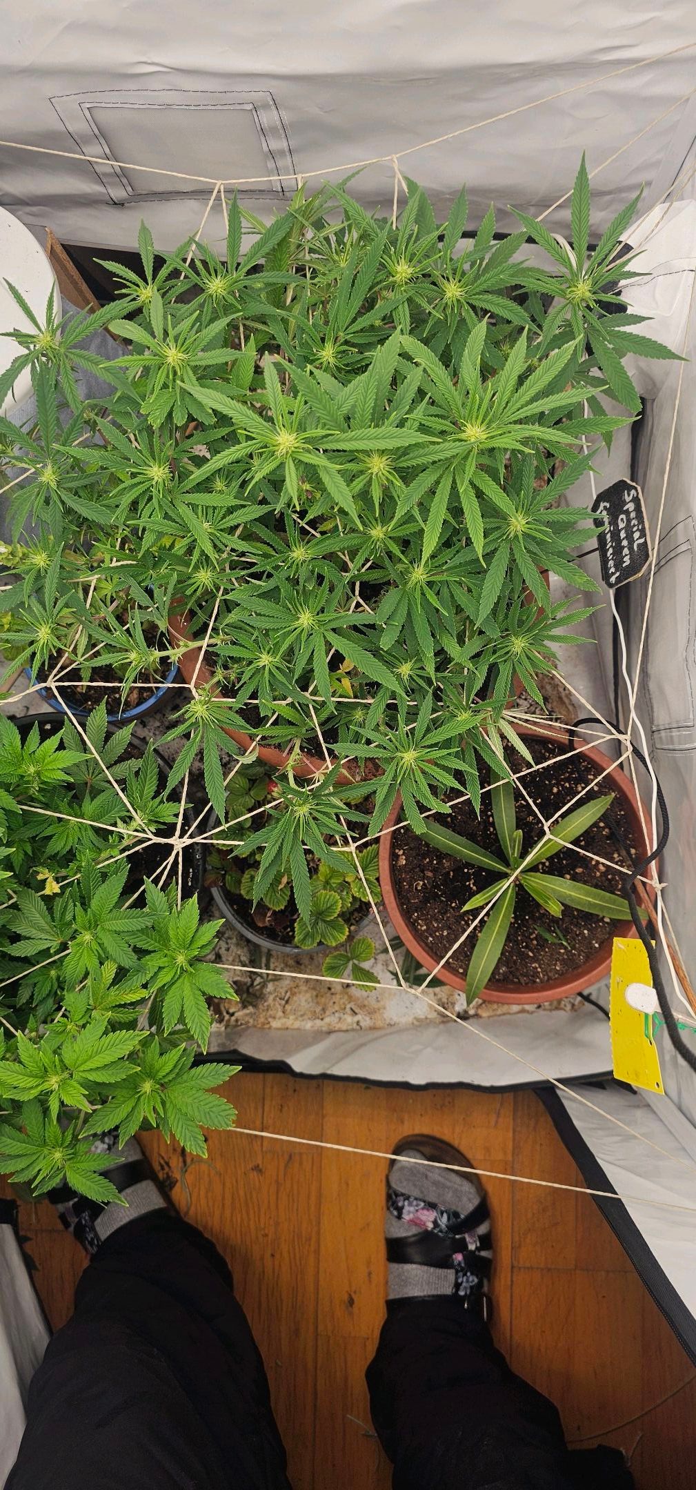 Die Königin growlog photo 73