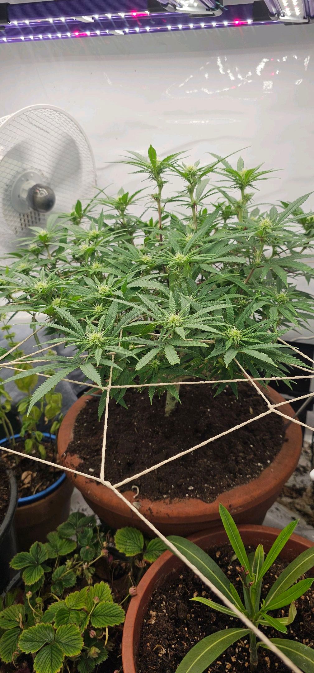 Die Königin growlog photo 74