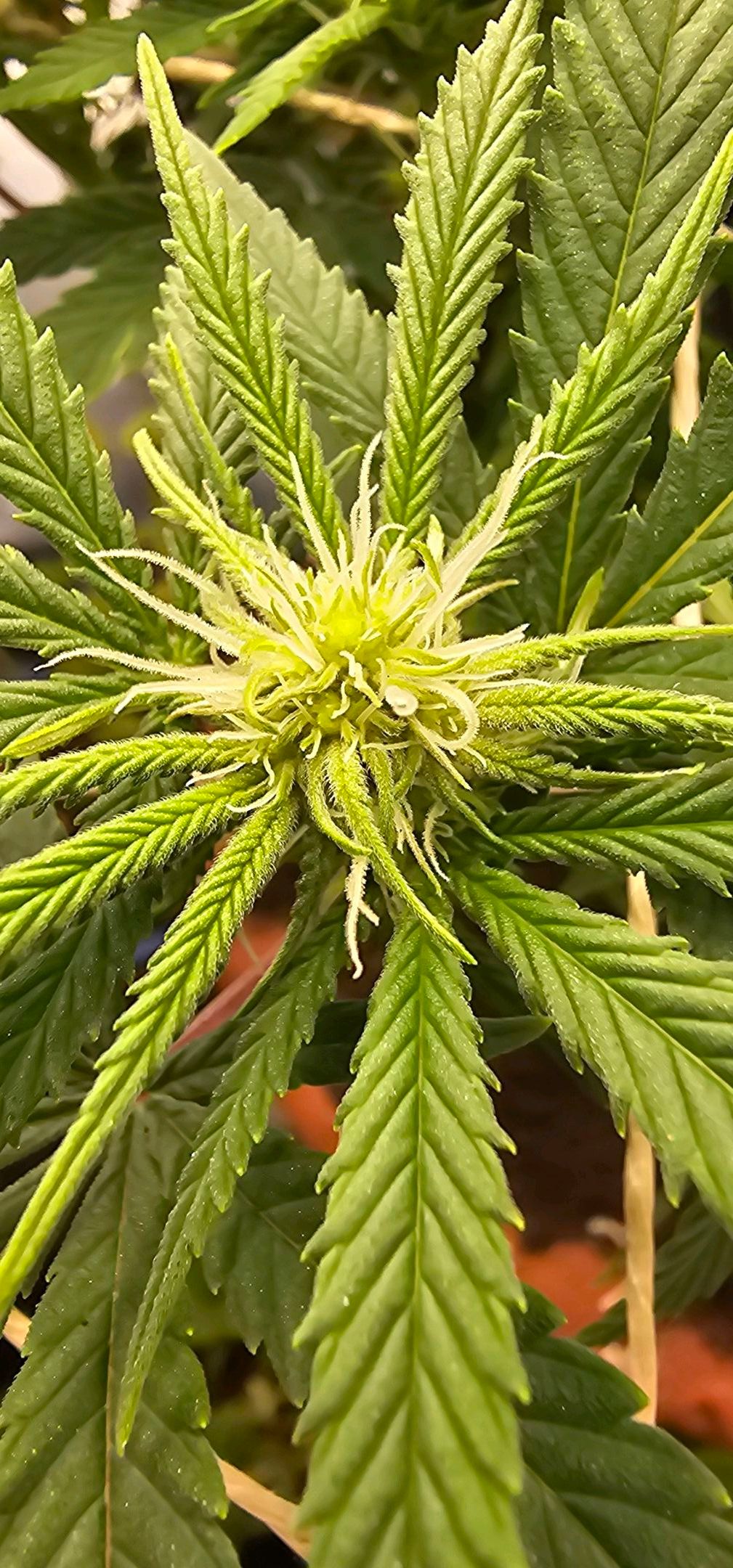 Die Königin growlog photo 75