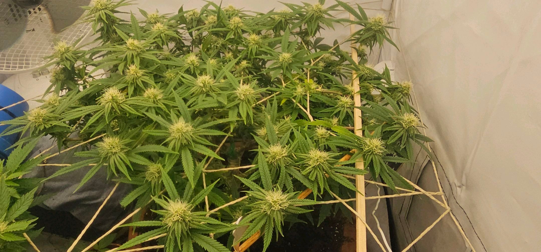 Die Königin growlog photo 77