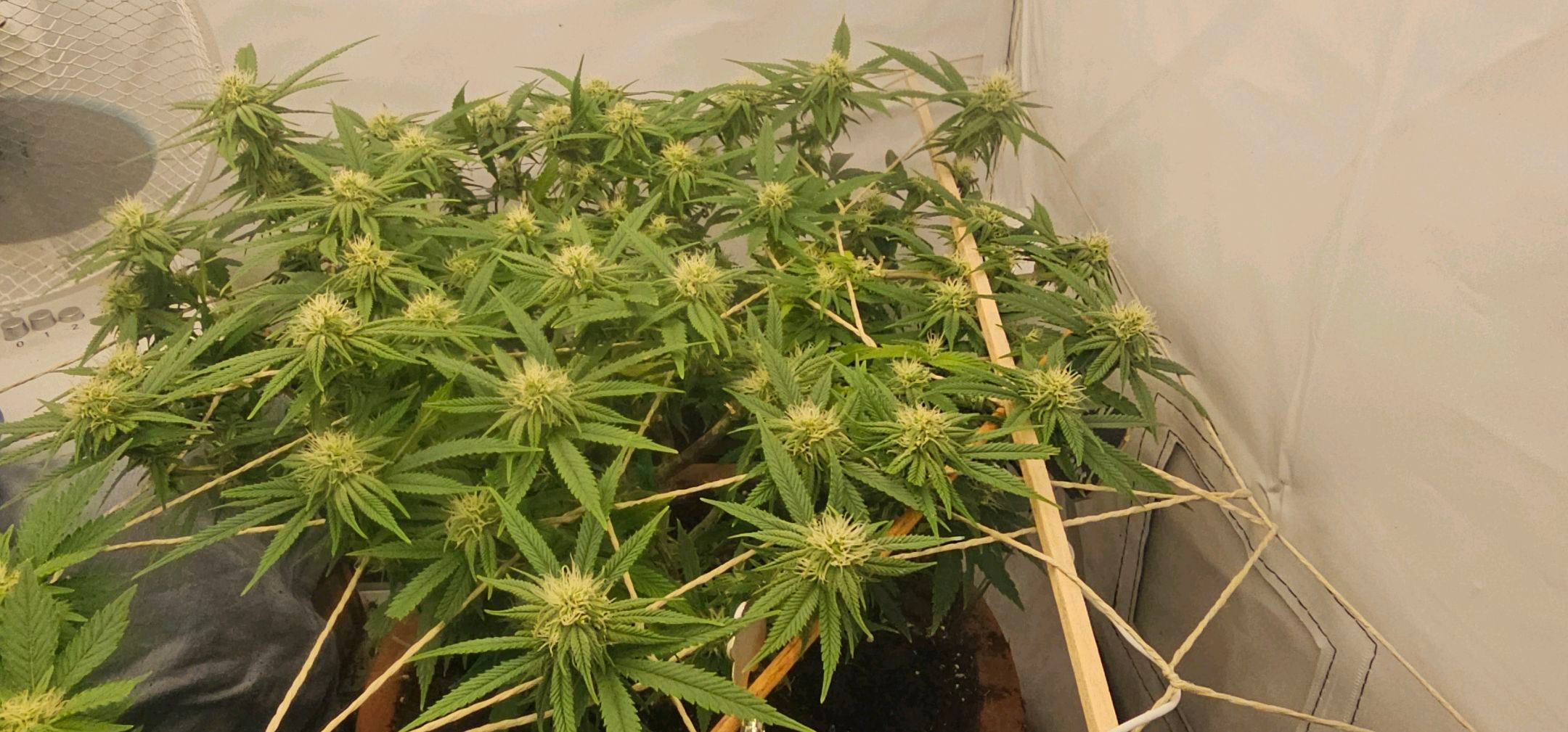 Die Königin growlog photo 76