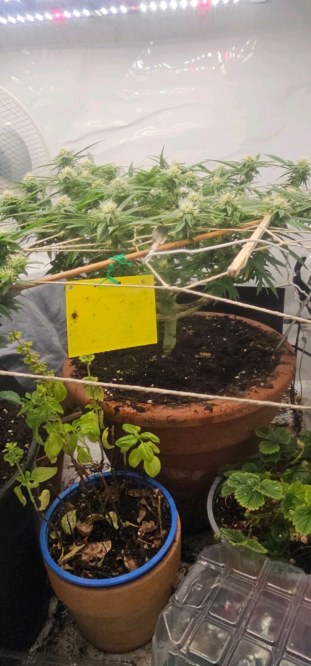 Die Königin growlog photo 78