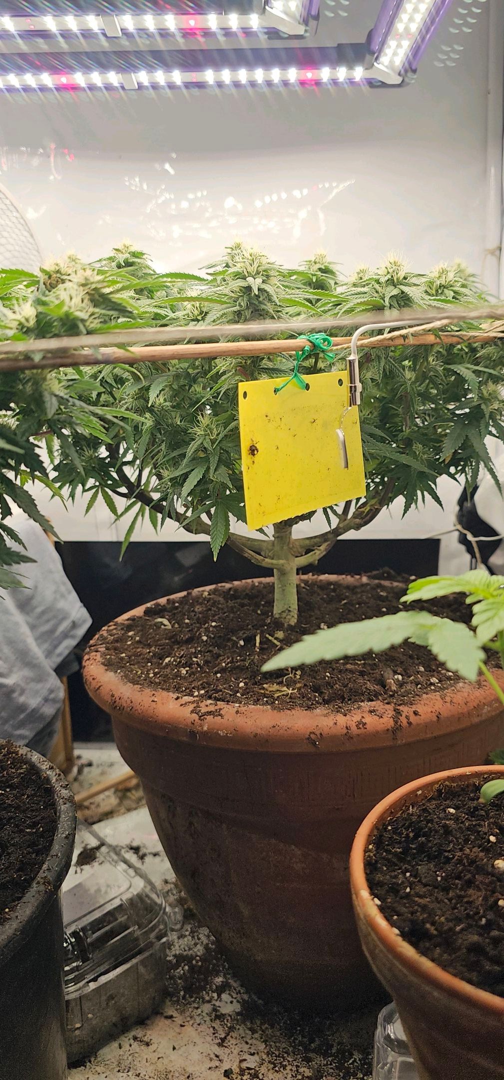 Die Königin growlog photo 80