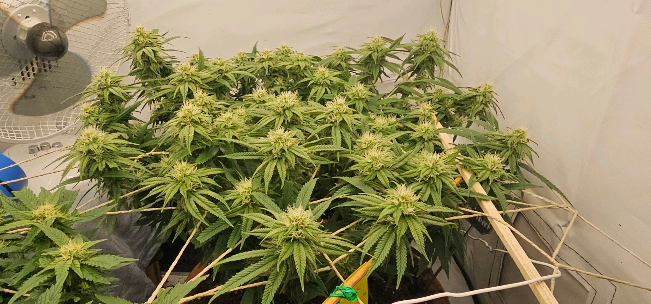 Die Königin growlog photo 82