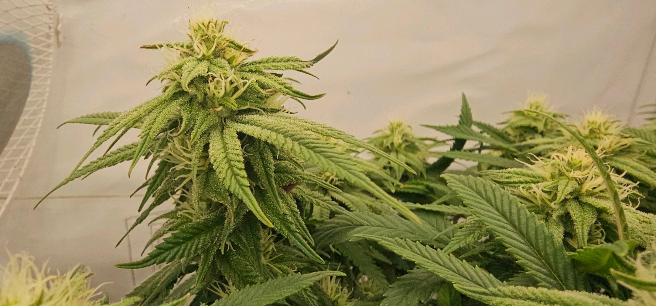 Die Königin growlog photo 83