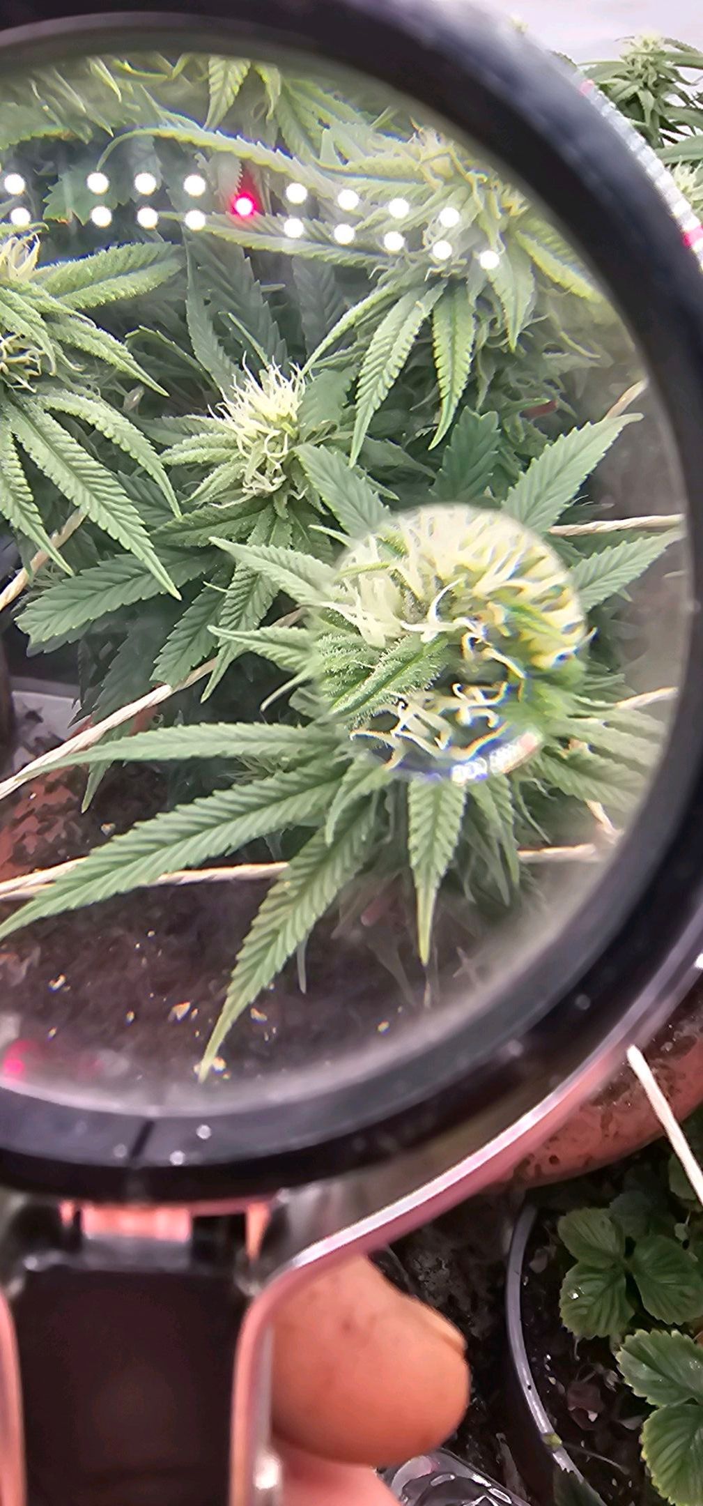 Die Königin growlog photo 79