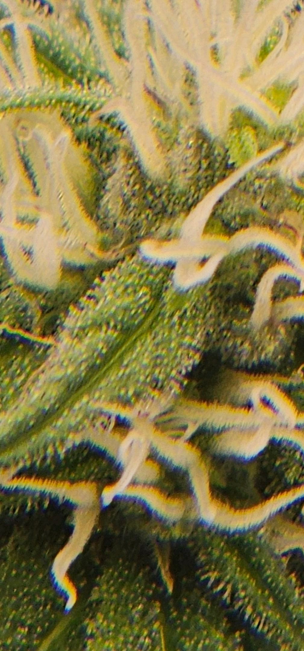 Die Königin growlog photo 81