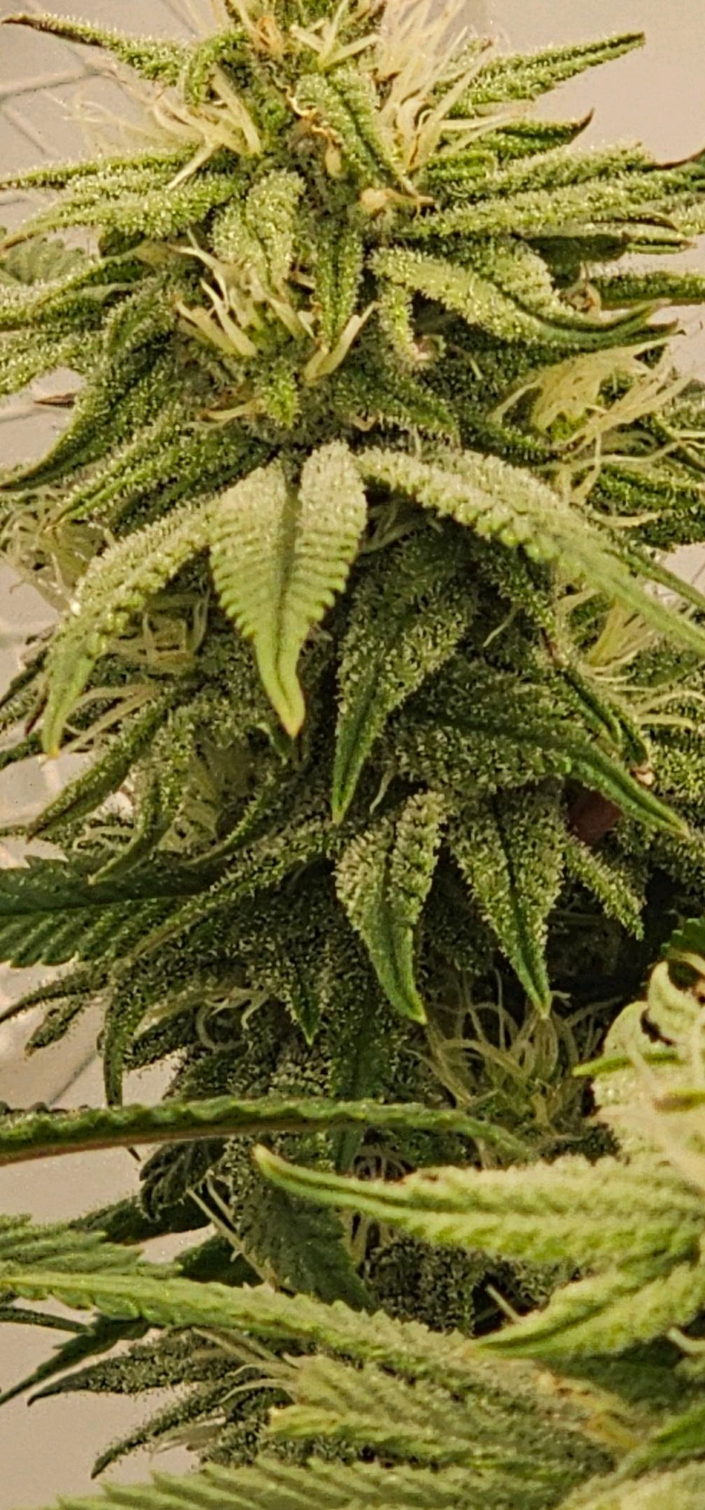 Die Königin growlog photo 85