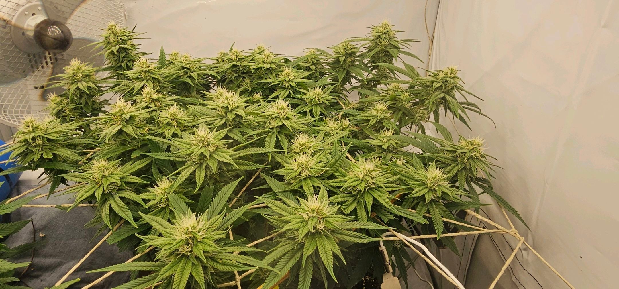 Die Königin growlog photo 86