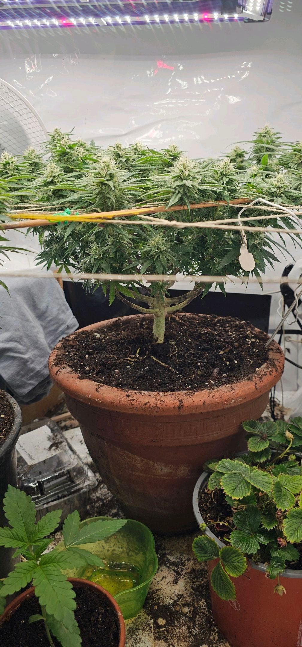 Die Königin growlog photo 87