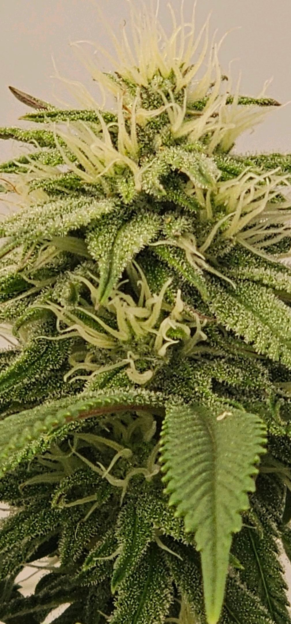 Die Königin growlog photo 88