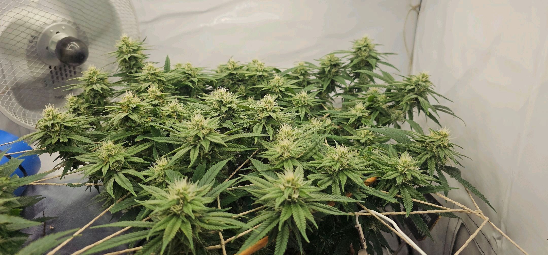 Die Königin growlog header