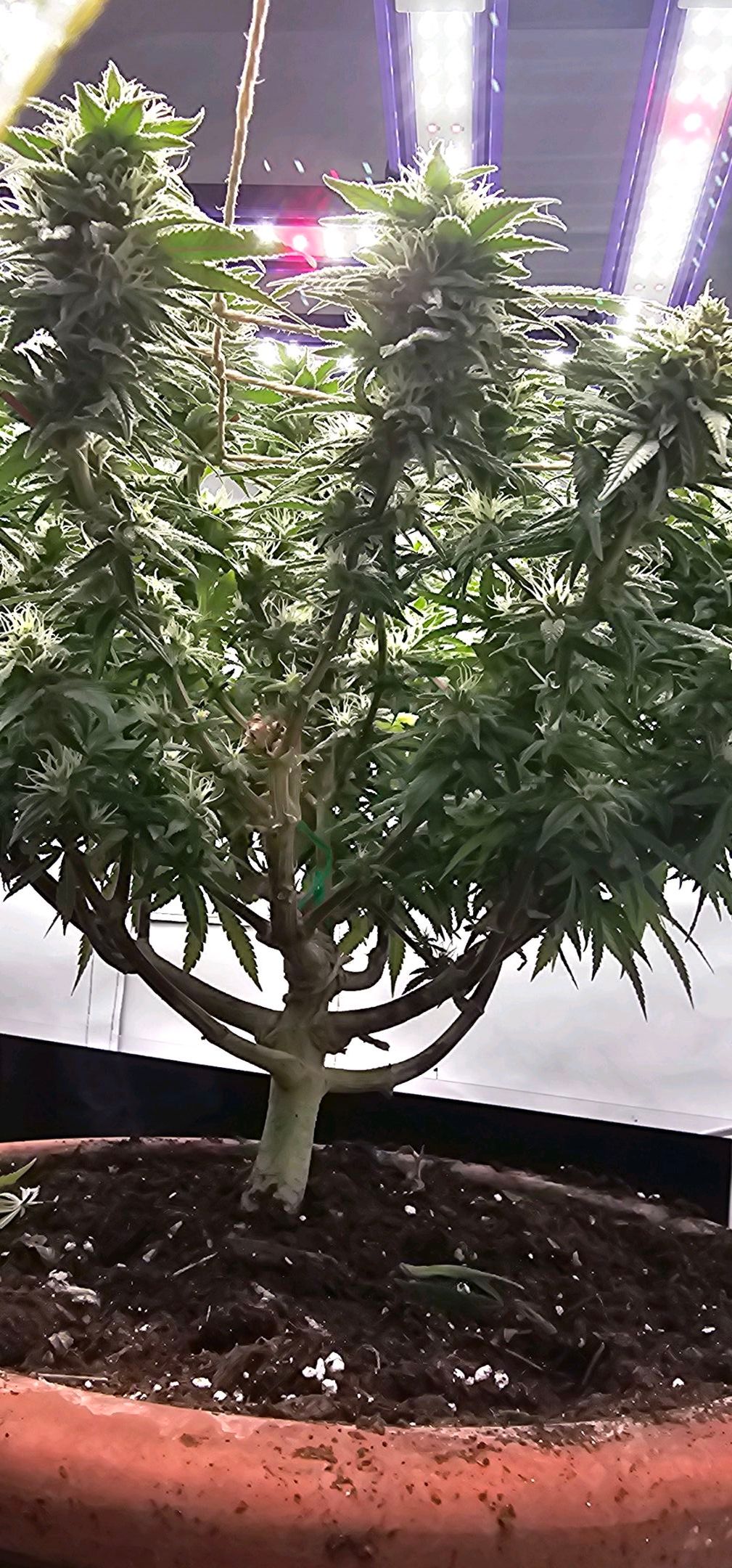 Die Königin growlog photo 90