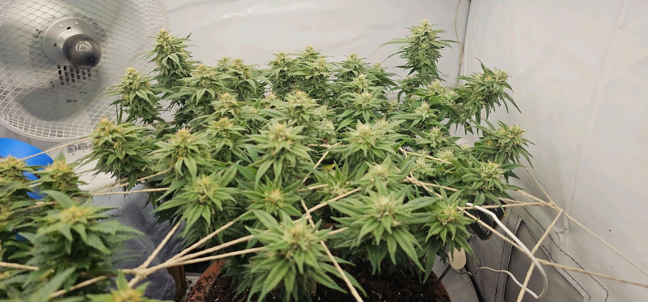 Die Königin growlog photo 92