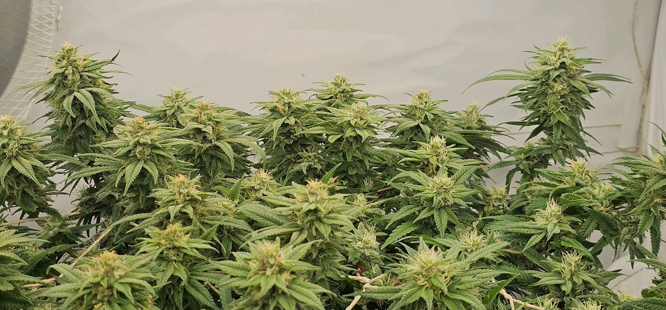 Die Königin growlog photo 93