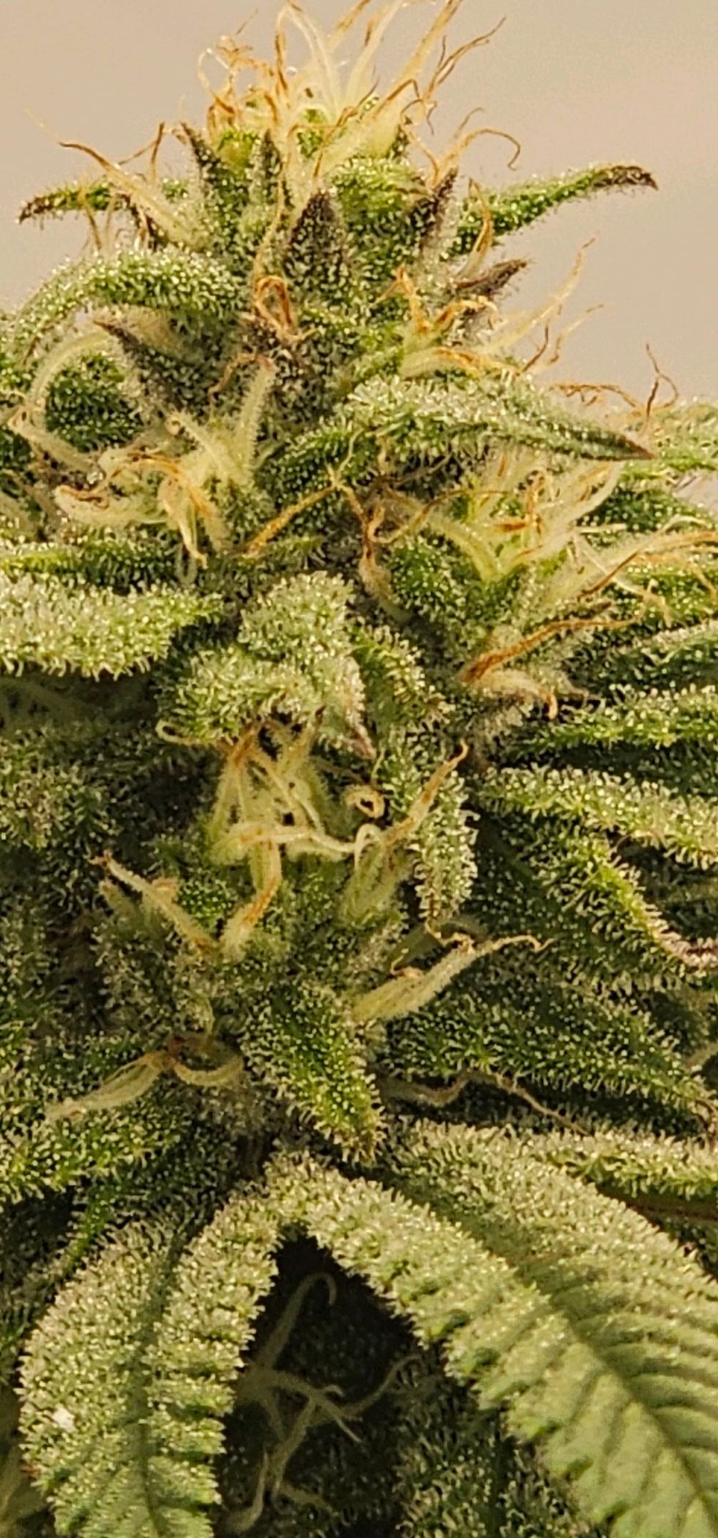 Die Königin growlog photo 94