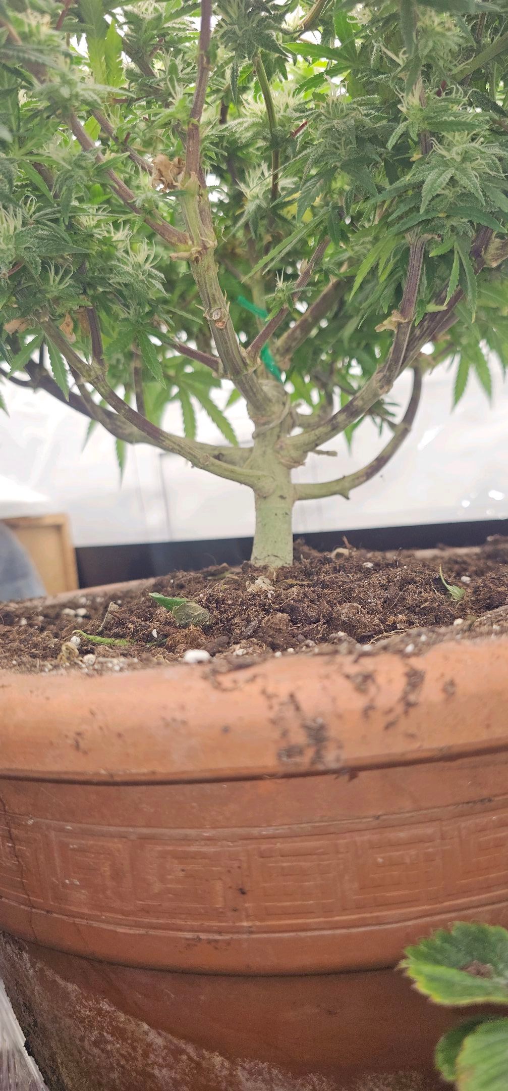 Die Königin growlog photo 95