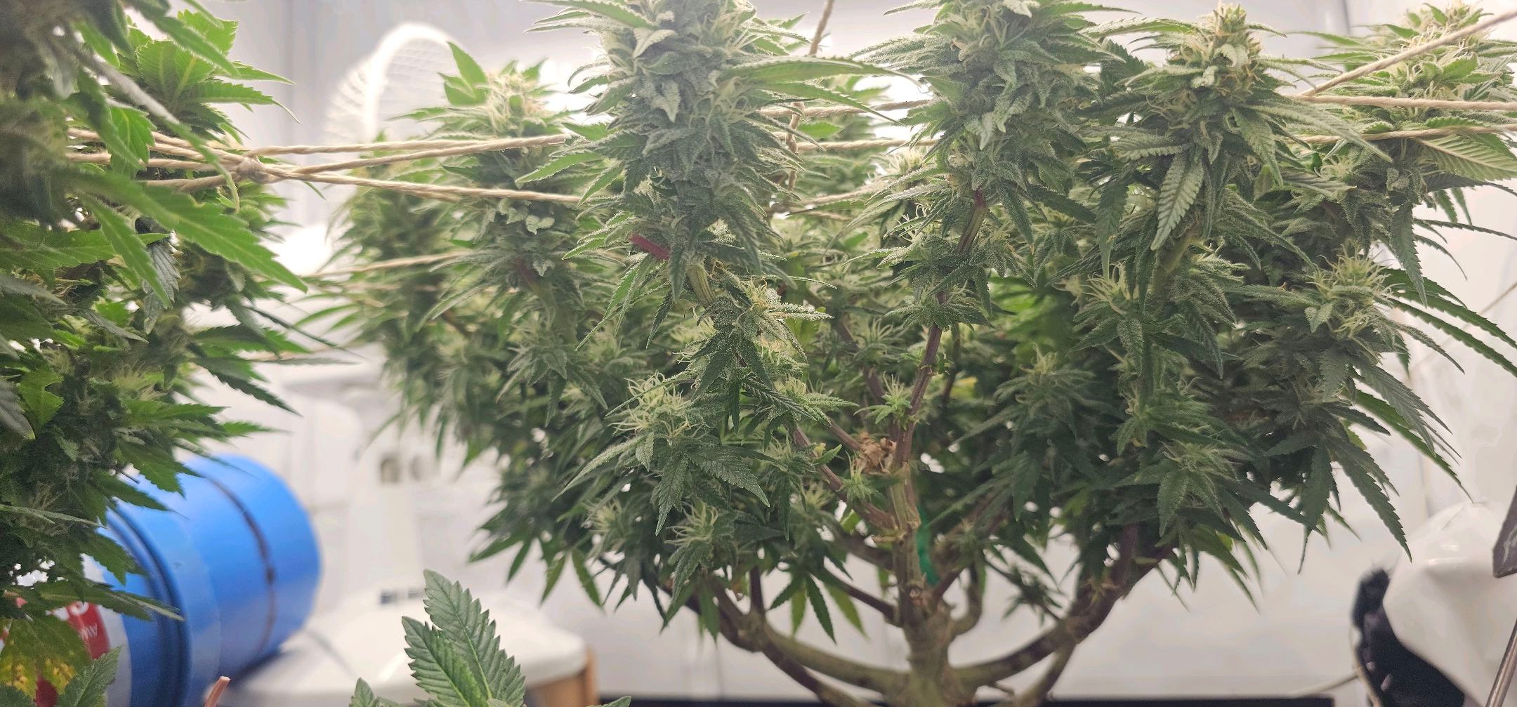 Die Königin growlog photo 96