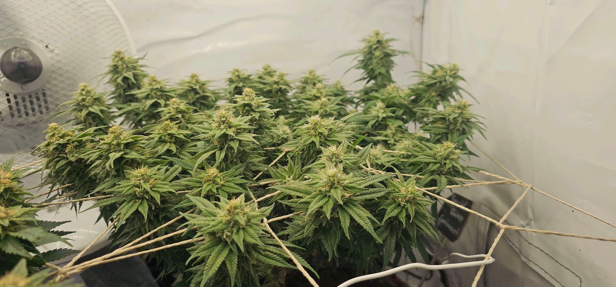 Die Königin growlog photo 97