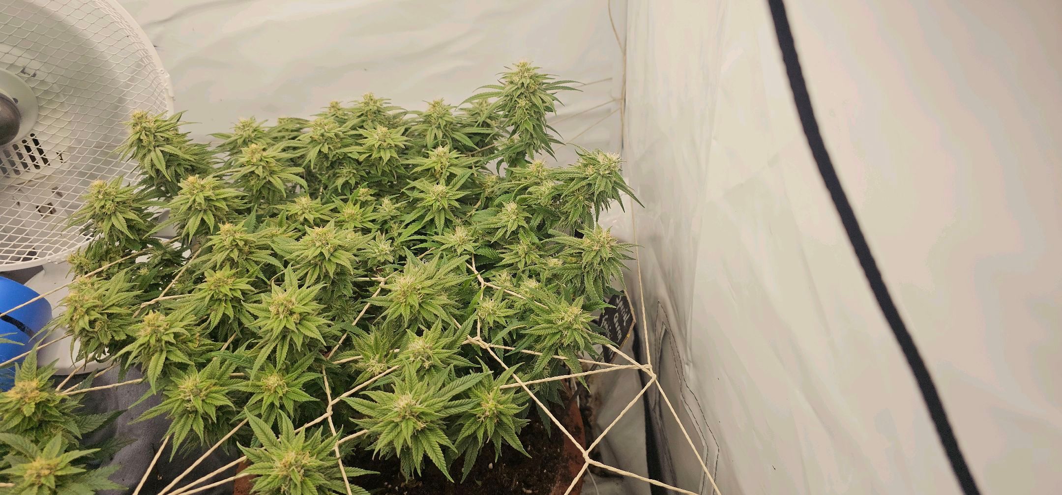 Die Königin growlog photo 98