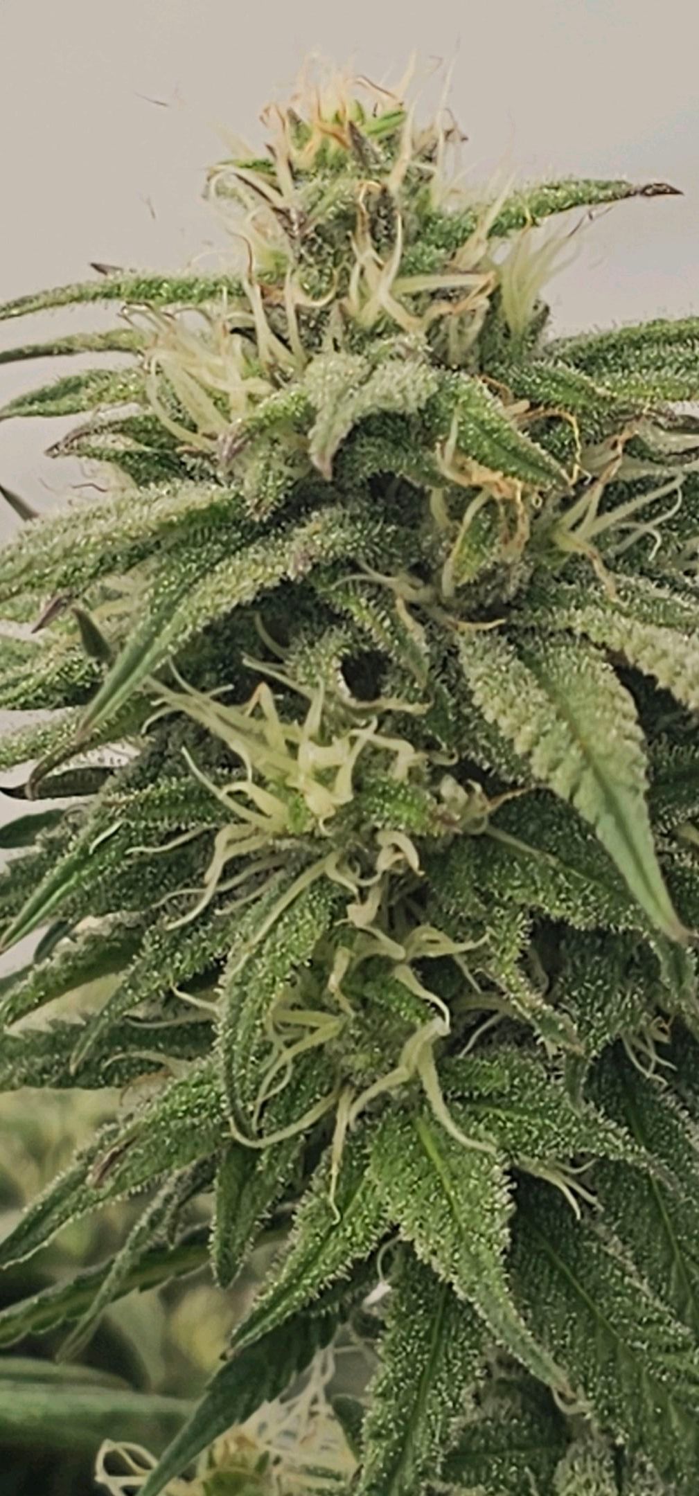 Die Königin growlog photo 99