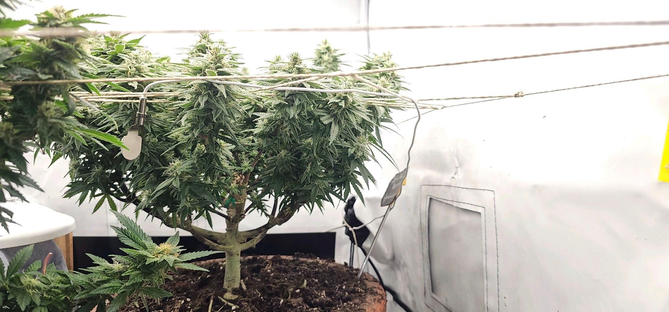 Die Königin growlog photo 102