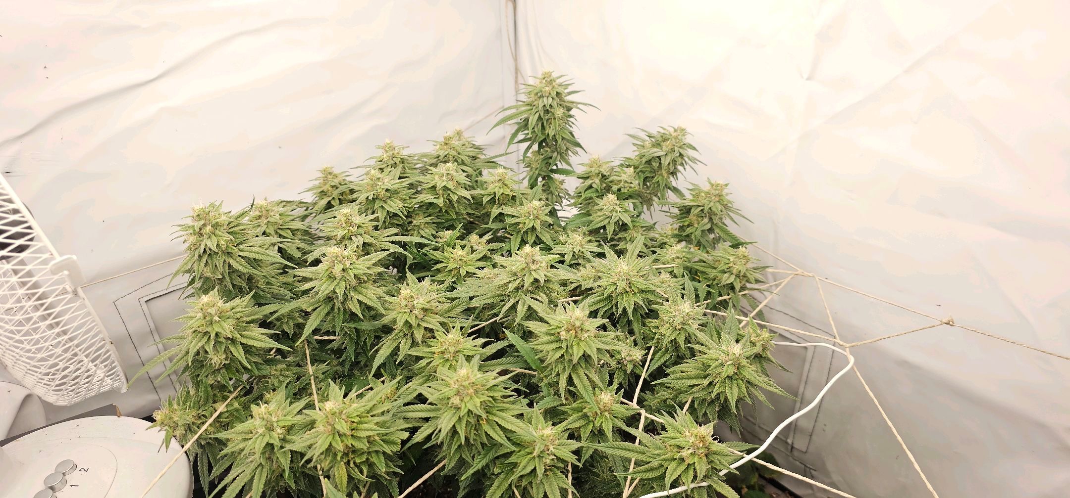 Die Königin growlog photo 100