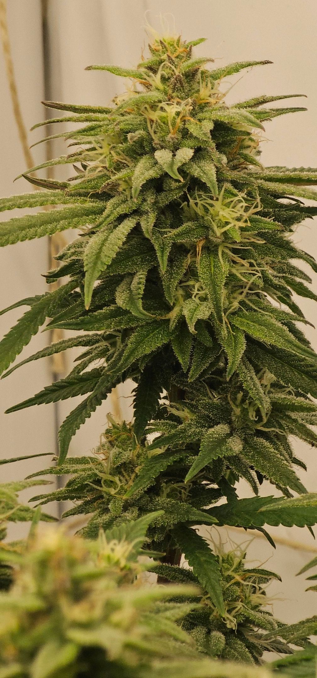 Die Königin growlog photo 101