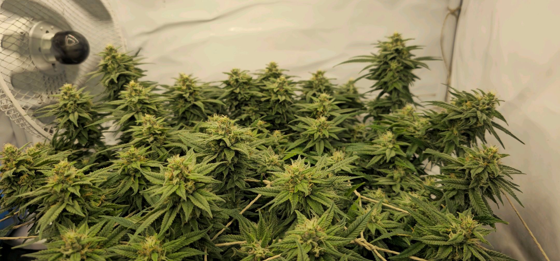 Die Königin growlog photo 103