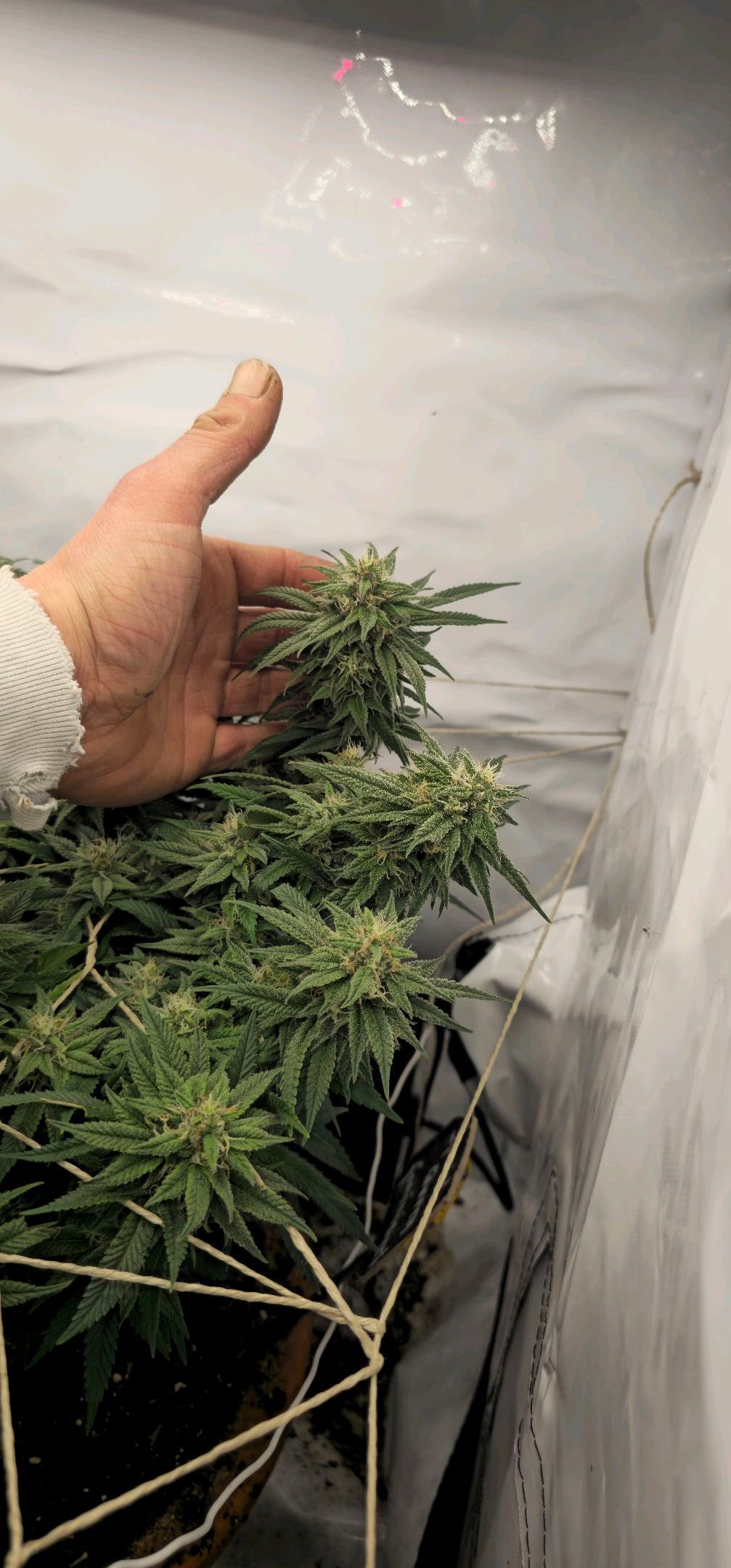 Die Königin growlog photo 104