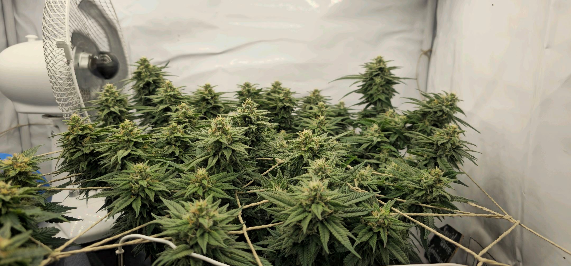 Die Königin growlog photo 105